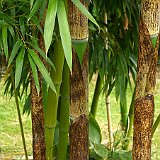 Phyllostachys vivax austrieb 5-2012.jpg